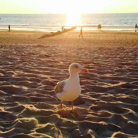 Sylter-rose-suedterrasse-mit-strandkorb Westerland
